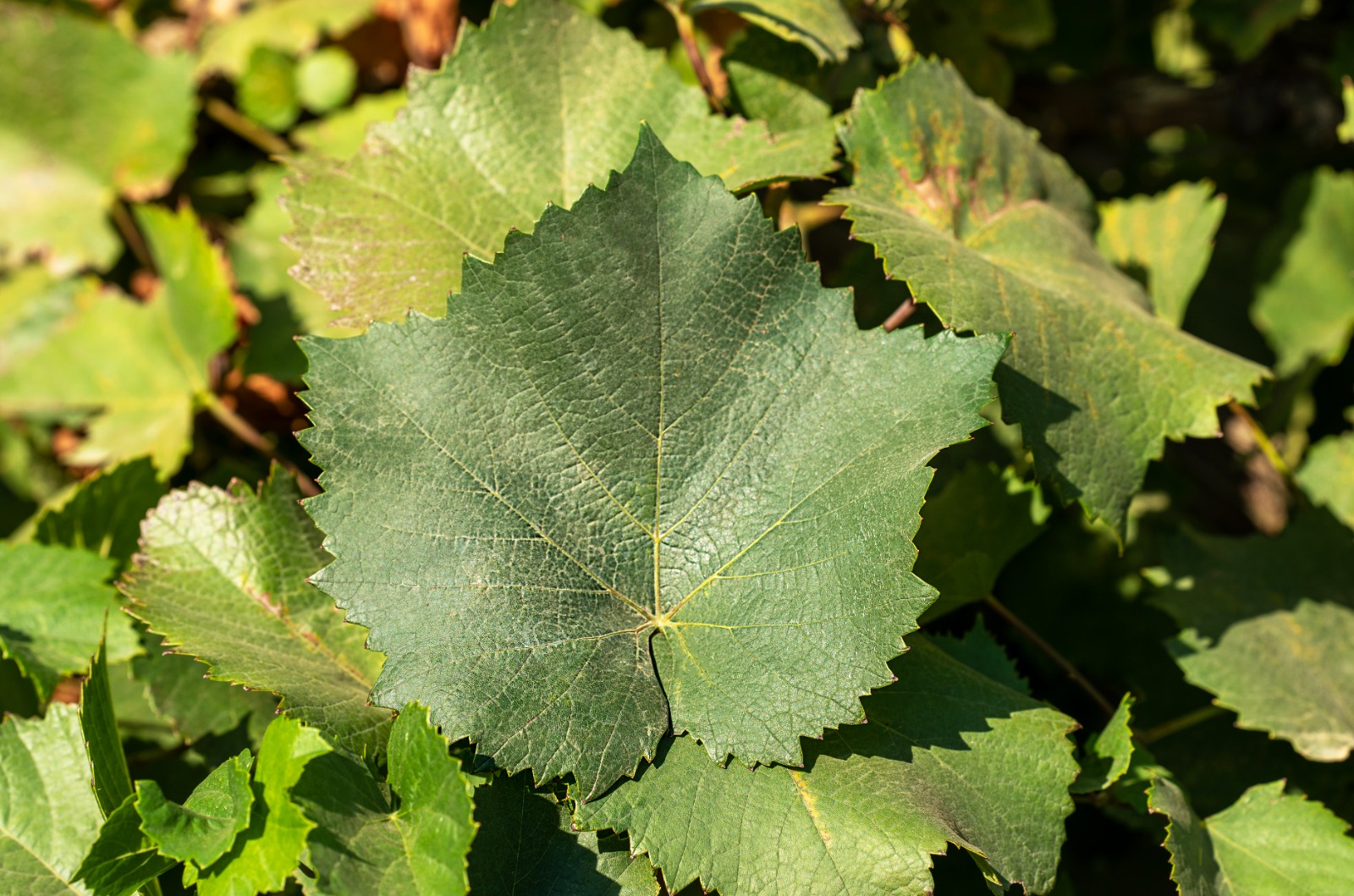 Эксперт рассказывает: Алиготе  